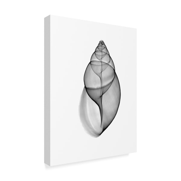 Bert Myers 'Achatina Jpn Land Snail X Ray' Canvas Art,24x32